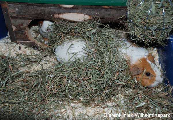 Een cavia moet afleiding krijgen, deze cavia speelt met hooi